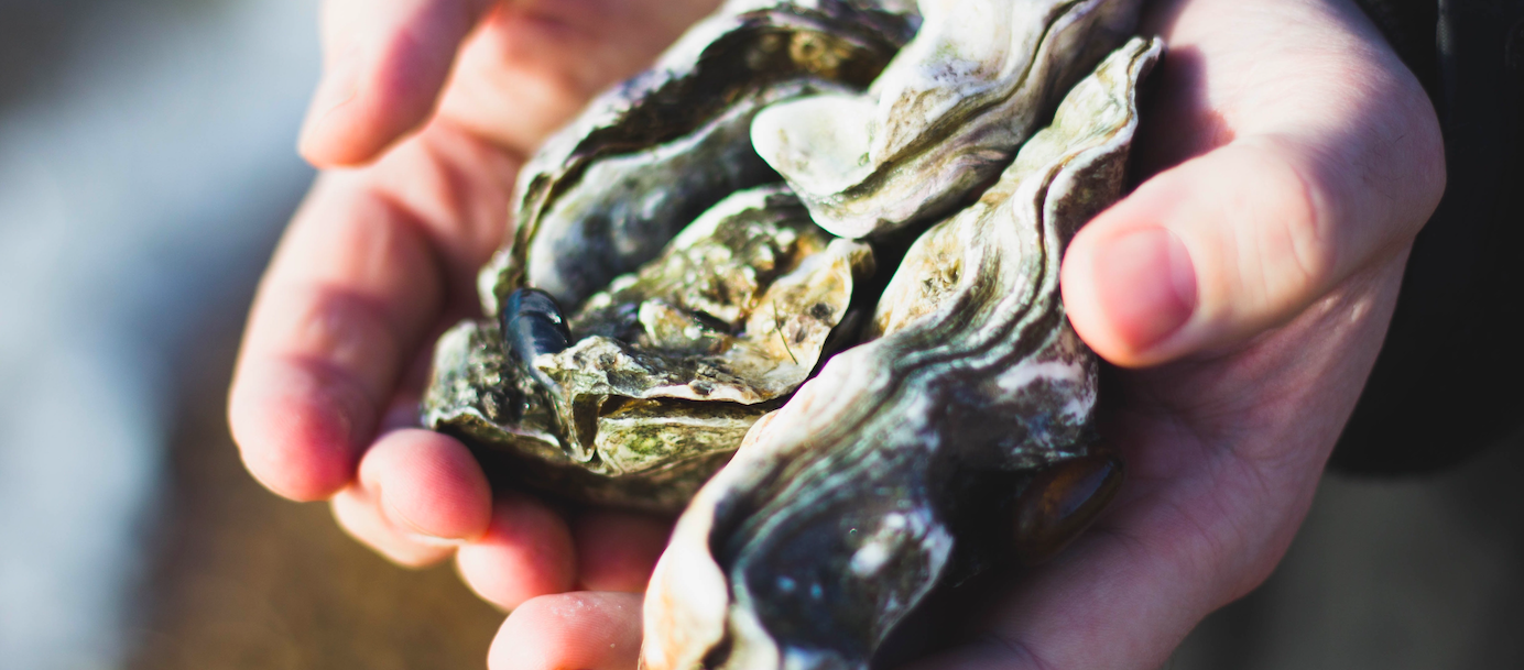 Photo by Charlotte Coneybeer on Unsplash | Oyster Season | Snag-A-Slip