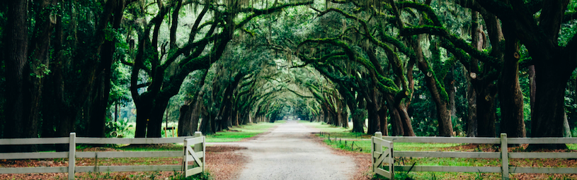 Savannah Photo by Ashley Knedler on Unsplash | Day Trip | Snag-A-Slip